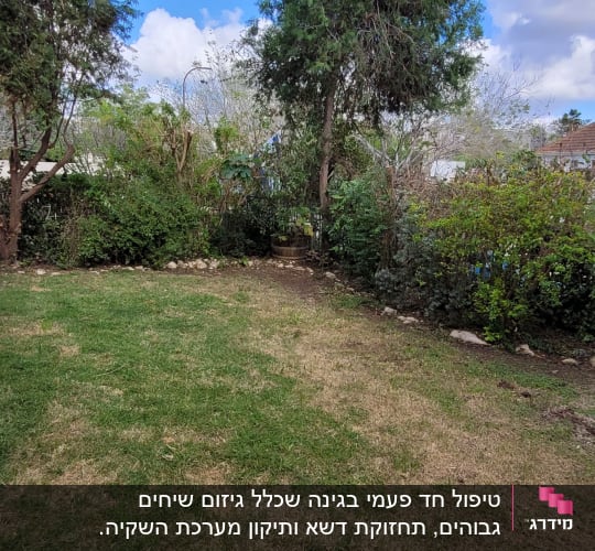 דשא ירוק ועצים בגינה עם שיחים מסביב